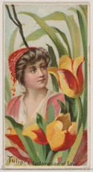 Tulpe: Eine Liebeserklärung, aus der Serie Blumenpracht und Blumensprache N75, 1892