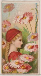 Wilde englische Gänseblümchen: Zierlichkeit, aus der Serie Floral Beauties and Language of Flowers, 1892