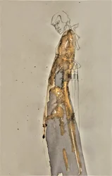 Goldene Fließende Figur