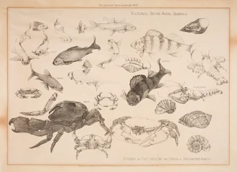 Studien von Fischen für Design