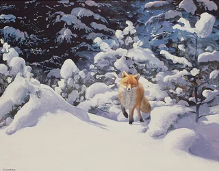 Fuchs im tiefen Schnee mit Tannen