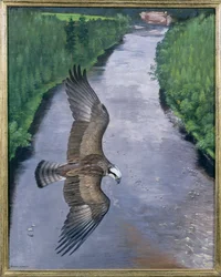 Fischender Fischadler