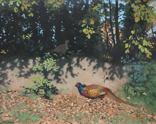 Fasan im Herbstsonnenschein, 2000