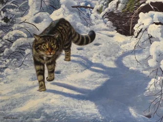 Schottische Wildkatze