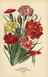 Nelke, Dianthus caryophyllus