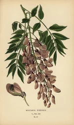 Chinesischer Blauregen, Wisteria sinensis