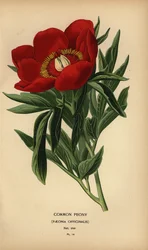 Gemeine Pfingstrose, Paeonia officinalis
