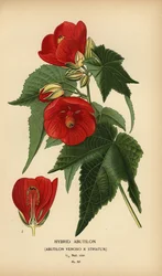 Hybrid-Abutilon, Abutilon pictum