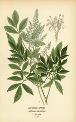 Japanische Spiere, Astilbe japonica