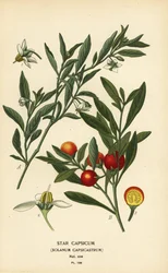 Jerusalem-Kirsche, Solanum pseudocapsicum var. diflorum