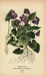 Parma-Veilchen, Viola odorata