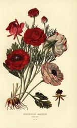 Persische Ranunkeln, Ranunculus asiaticus