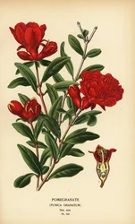 Granatapfel, Punica granatum