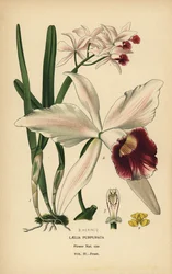 Purpurfleckige Laelia-Orchidee, Cattleya purpurata. Chromolithographie nach einer Illustration von B. Herincq aus Edward Step