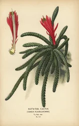 Rattenschwanzkaktus, Disocactus flagelliformis