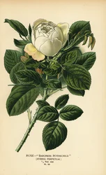 Rose Baroness Rothschild, Hybrid-Perpetual.