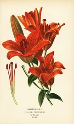 Safranlilie, Lilium croceum