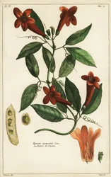 Knoblauchrebe, Bignonia aequinoctialis, Linn