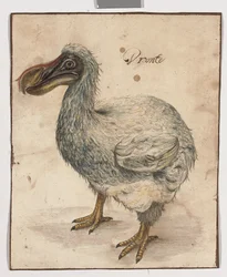 Ein Dodo