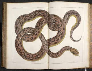 Ein Python, aus 