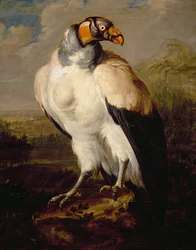 Königsgeier, Gemälde von unbekanntem niederländischen Künstler, Niederlande