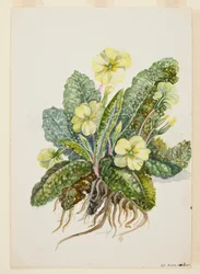 Primula vulgaris Huds (Primel), um 1920er