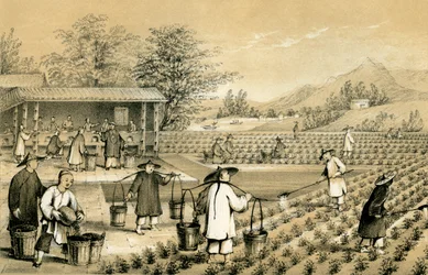 Kultur und Zubereitung von Tee, China