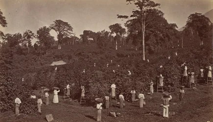 Kaffeeernte, Las Nubes-Guatemala, 1875