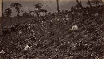 Anlage einer Kaffeeplantage in Antigua de Guatemala, 1875, veröffentlicht 1877