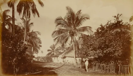 Kakaopalme - Retalhuleu, Guatemala