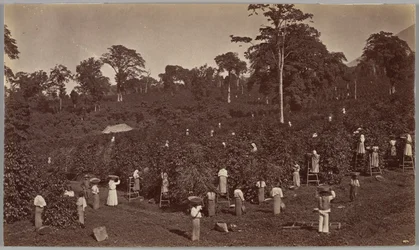 Kaffeeernte, Las Nubes, Guatemala