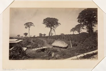 Kaffeeplantage bei Las Nubes, Guatemala