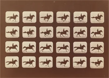 Pferde. Rennen. Phyrne L. Nr. 40