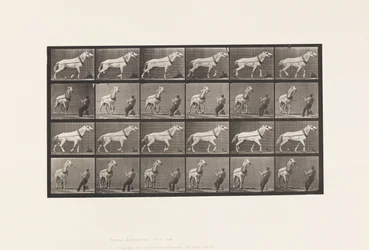 Tafel 573. Ziehen; Mann zieht am Kopf; Hellgraue Stute, 1885
