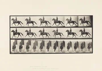 Tafel 593. Schaukelnd (Passgang): Sattel; Braunes Pferd Pronto
