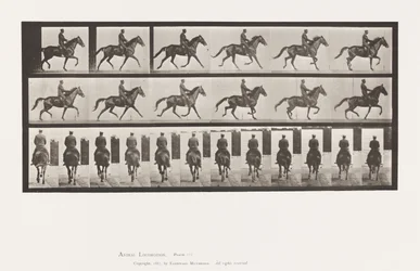 Tafel 601. Trabend; Sattel; Braune Stute Beauty