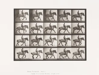 Tafel 615. Kanter: Ohne Sattel; Dunkelgraues Belgisches Pferd Hansel