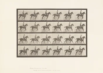 Tafel 616. Kanter; Sattel; Braunes Pferd Daisy