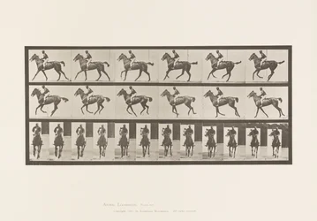 Tafel 621. Kanter; Sattel; Vollblut Braune Stute Annie 6