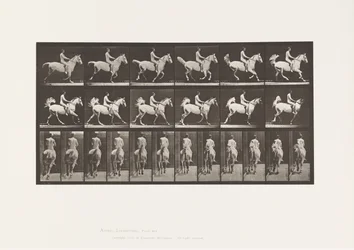 Tafel 622. Galopp; Sattel; Reiter, 43, Nackt; graues Pferd Smith, 1885