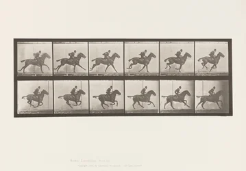 Tafel 624. Galopp; Sattel; Braunes Pferd Daisy