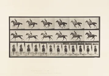 Tafel 632. Galopp; Sattel; Vollblut Braunes Pferd Bouquet