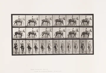 Tafel 653. Laufend; Sattel; Lahm, Rechter Vorderfuß; Pferd-Buckskin
