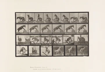 Tafel 660. Maultier; Verschiedene Darbietungen Denver