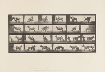 Tafel 662. Maultier; A, B, Ein widerspenstiges Tier Denver