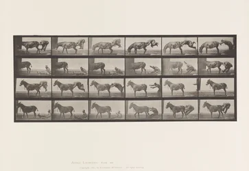 Tafel 663. Maultier; A, B, Ein Widerspenstiges Tier Denver