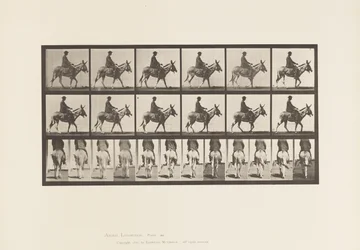 Tafel 667. Esel; Gehend; Sattel; Ein Junge reitend, Zoo