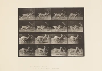 Platte 684. Damhirsch; A, Bock und Hirschkuh; B, Zwei Hirschkühe; Traben