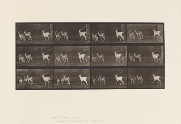 Tafel 687. Damhirsch; Bock und Gruppe von Hirschkühen; Galoppieren