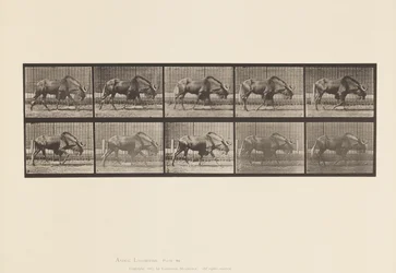 Tafel 701. Gnu; Gehend